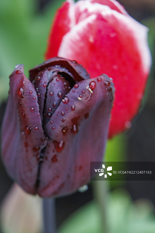 一朵深红色郁金香的特写，带有露珠，前面是一朵红色郁金香，位于德国明斯特地区的弗雷登。图片素材