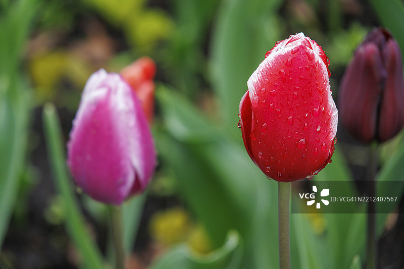 红色和粉色郁金香特写，带水滴，背景为绿色花园，弗雷登，明斯特地区，德国图片素材