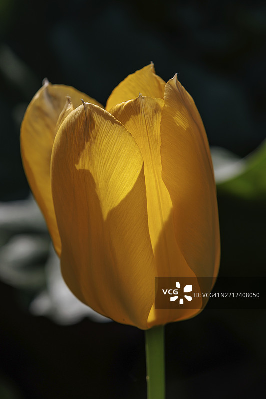 弗雷登，西法利亚，德国，欧洲图片素材