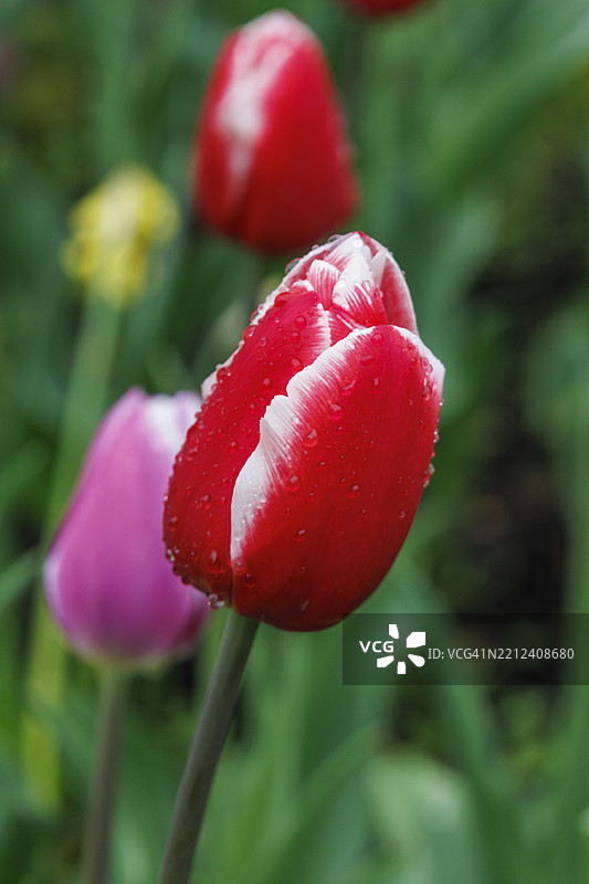 弗雷登，西法利亚，德国，欧洲图片素材