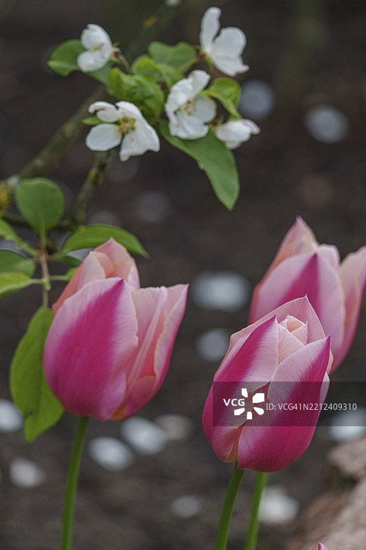 三朵粉色郁金香，娇嫩的花瓣在模糊的花卉背景前，韦塞克，明斯特地区，德国图片素材