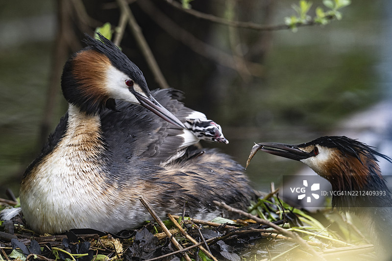 大斑鳖（带状鳍鱼）与幼鸟，德国下萨克森州埃姆斯兰，欧洲图片素材