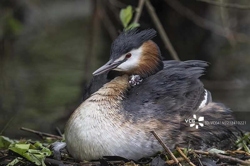 大斑鳖（带状鳍鱼）与幼鸟，德国下萨克森州埃姆斯兰，欧洲图片素材