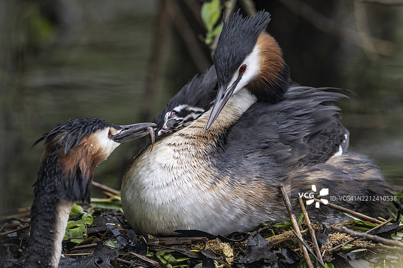 大斑鳖（带状鳍鱼）与幼鸟，德国下萨克森州埃姆斯兰，欧洲图片素材