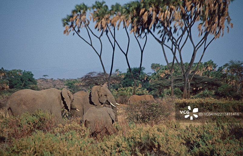 桑布鲁的象群图片素材