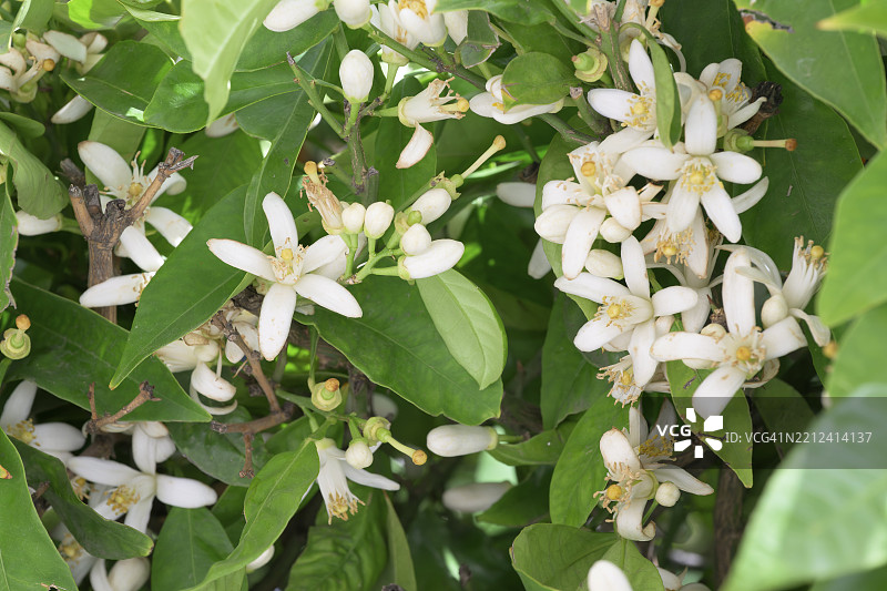 橙树（Citrus × sinensis），花朵和叶子，西班牙马拉加隆达，欧洲图片素材