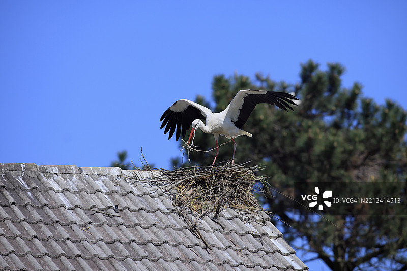 白鹳（Ciconia ciconia），白鹳在筑巢，巴登-符腾堡，德国，欧洲图片素材