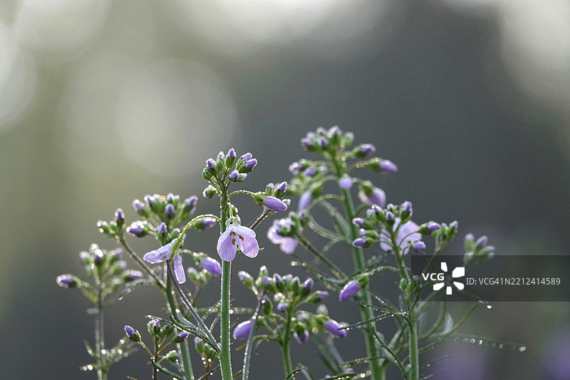 春天的草甸上盛开的草地泡沫花（卡尔达米娜），四月，德国，欧洲图片素材