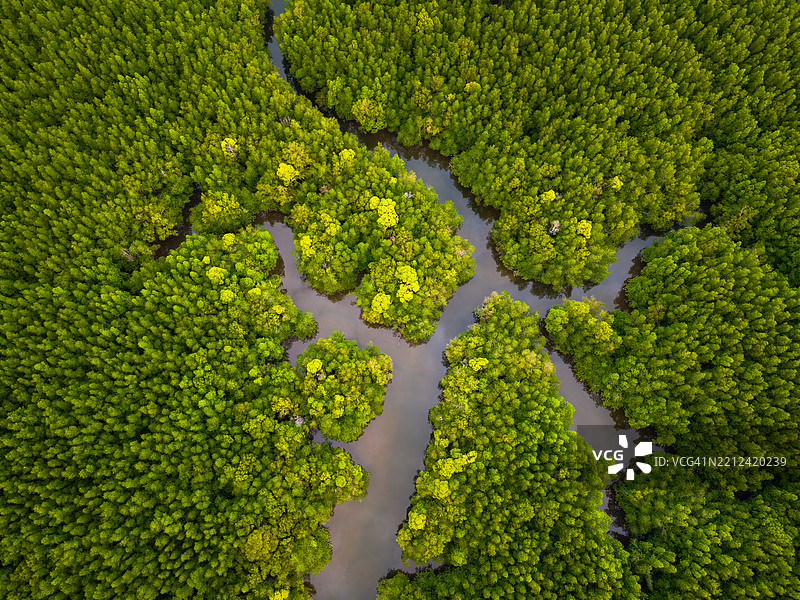 普吉岛湾红树林沼泽的鸟瞰图图片素材