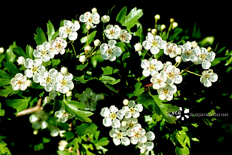 山楂 (Crataegus laevigata)图片素材