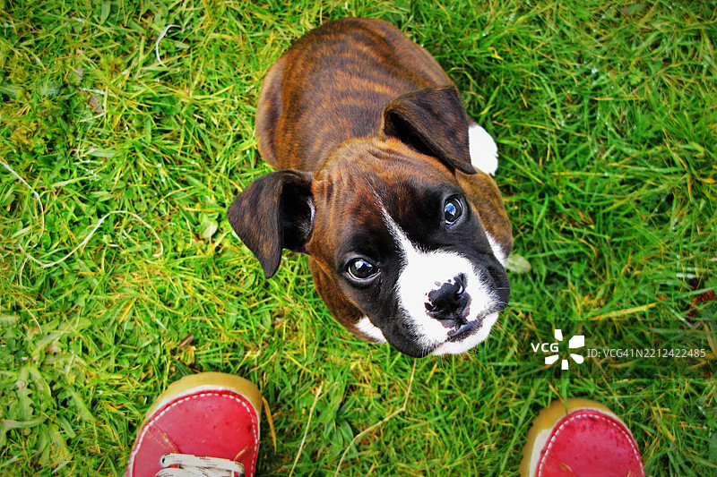 可爱的小拳师犬小狗从一双红鞋子之间仰望镜头。图片素材