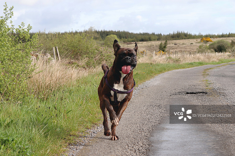 微笑着快乐的拳师犬在乡间小路上奔跑，舌头垂出，耳朵飞扬，周围是美丽的绿色夏季自然风光。图片素材