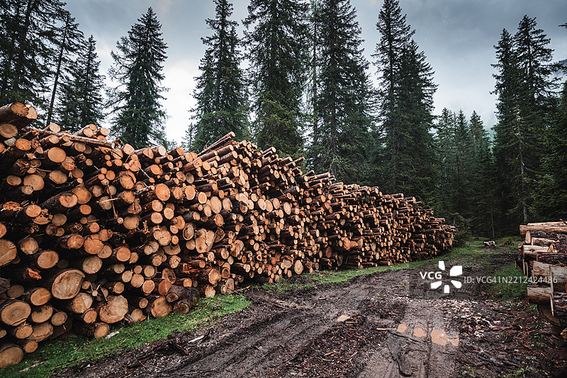 砍伐树木的树桩区域图片素材