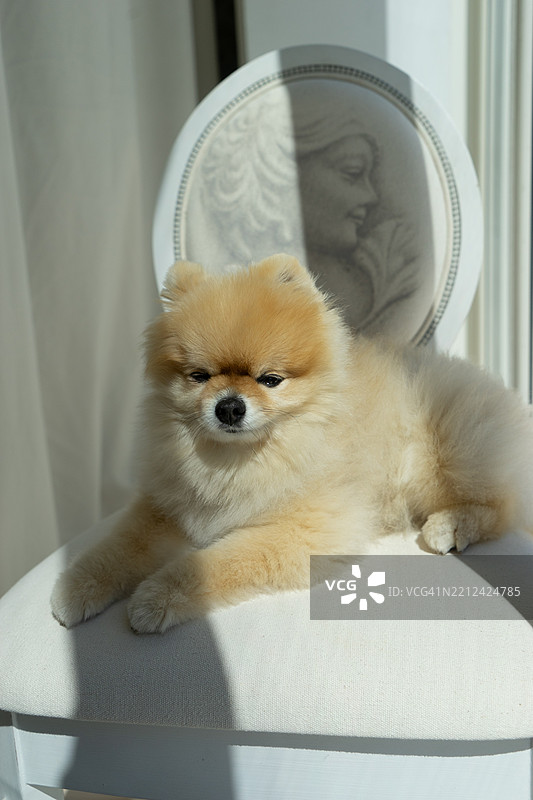 坐在家里椅子上的狗的肖像图片素材