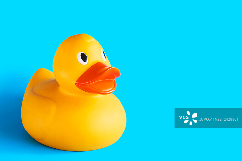 带有幽默表情的鸭子。图片素材