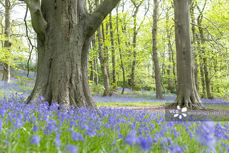 春天，英格兰林地中的蓝铃花盛开图片素材