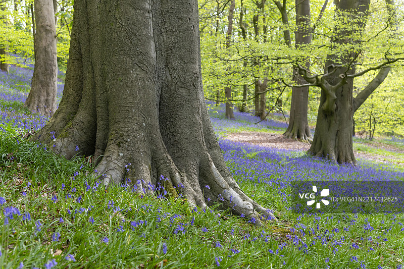 春天英格兰林地中的蓝铃花盛开图片素材
