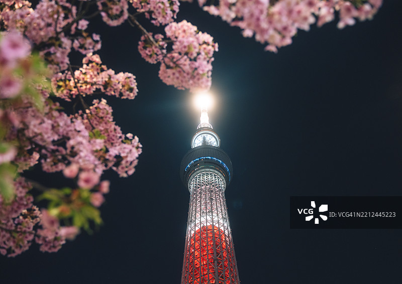 在春夜，粉色樱花后面矗立着高耸壮观的东京晴空塔，散发出美丽而生动的灯光，位于日本东京。图片素材
