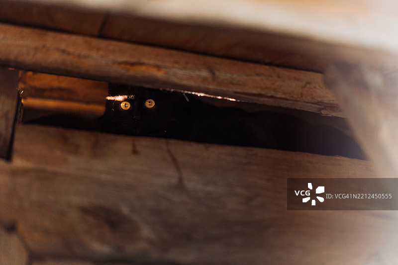 两只黑猫在微光中透过木板窥视图片素材