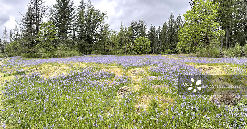 华盛顿州卡马斯市拉卡马斯公园的卡马斯花（Camassia quamash）春季绽放图片素材