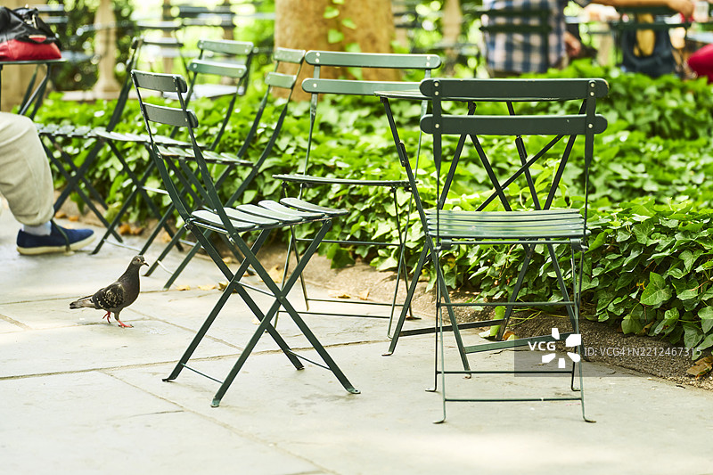 鸽子在公园里空荡荡的绿色椅子旁走动图片素材