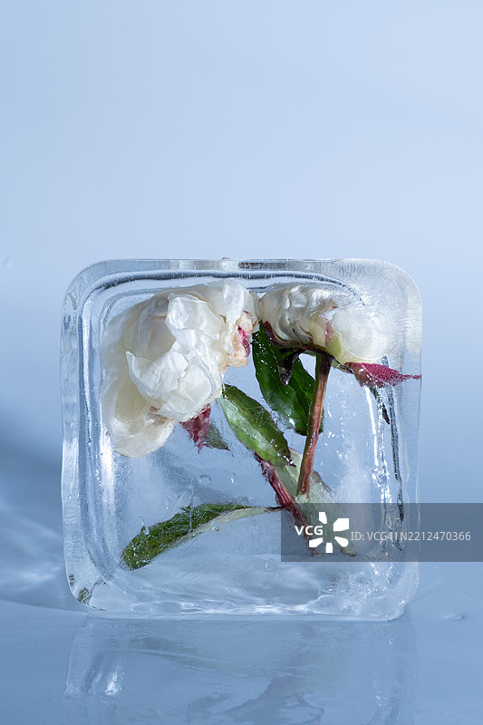白色花朵被冰块包裹，背景为浅蓝色图片素材
