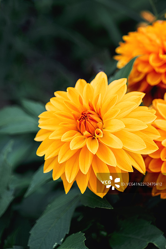盛开的鲜艳黄色大丽花（Dahlia pinnata）被郁郁葱葱的绿叶环绕图片素材