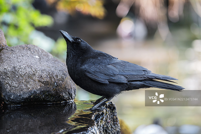 黑乌鸦图片素材