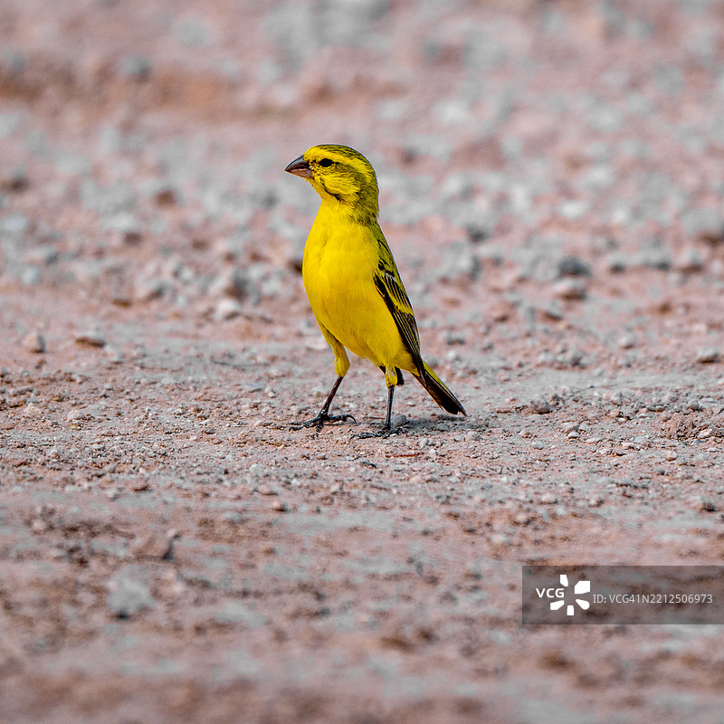 黄色非洲金丝雀在地面上图片素材