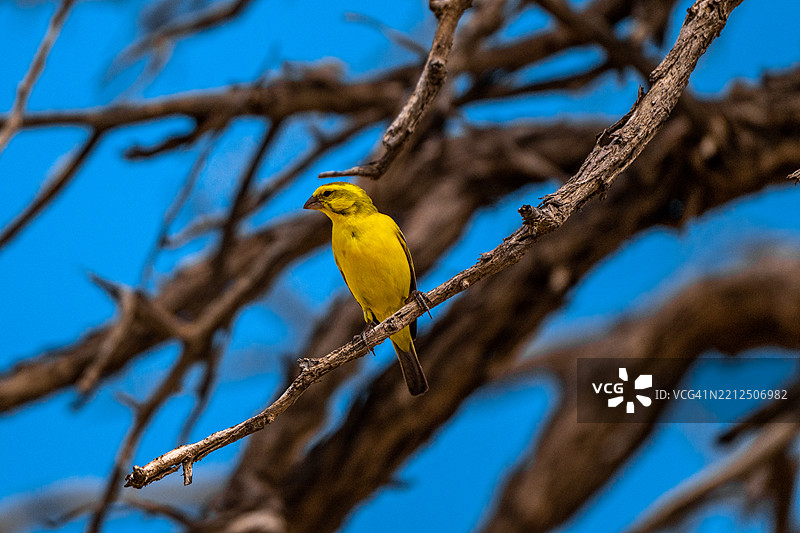 非洲黄鹂停在树枝上图片素材
