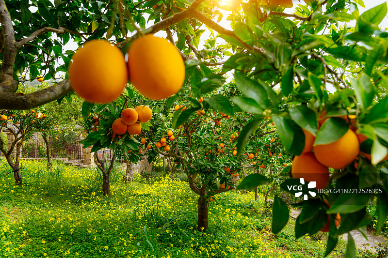 阳光明媚的西西里橙园图片素材