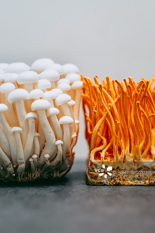 并排放置的金针菇和虫草菌块。聚焦于生动的纹理和菌柄。垂直拍摄。光滑的灰色表面。健康食品和视觉对比主题。图片素材