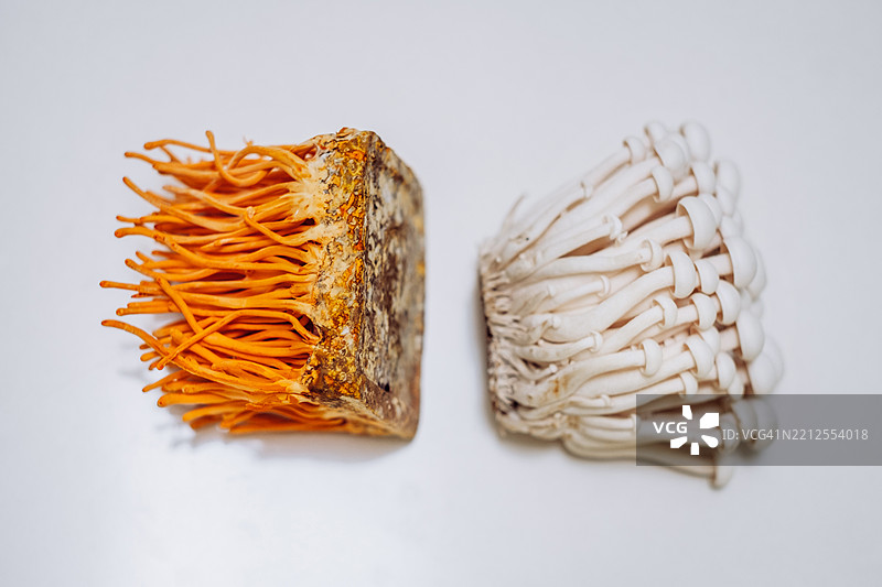 虫草和金针菇并排放置在白色背景上。橙色和白色真菌之间形成强烈对比。俯视的简约视角。图片素材