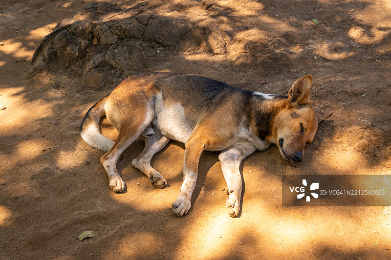 狗在阳光照射的地面上睡觉图片素材