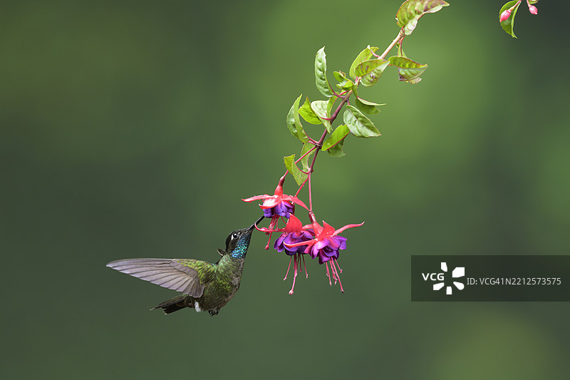 塔拉曼卡蜂鸟在巴拿马高地的花朵上觅食图片素材
