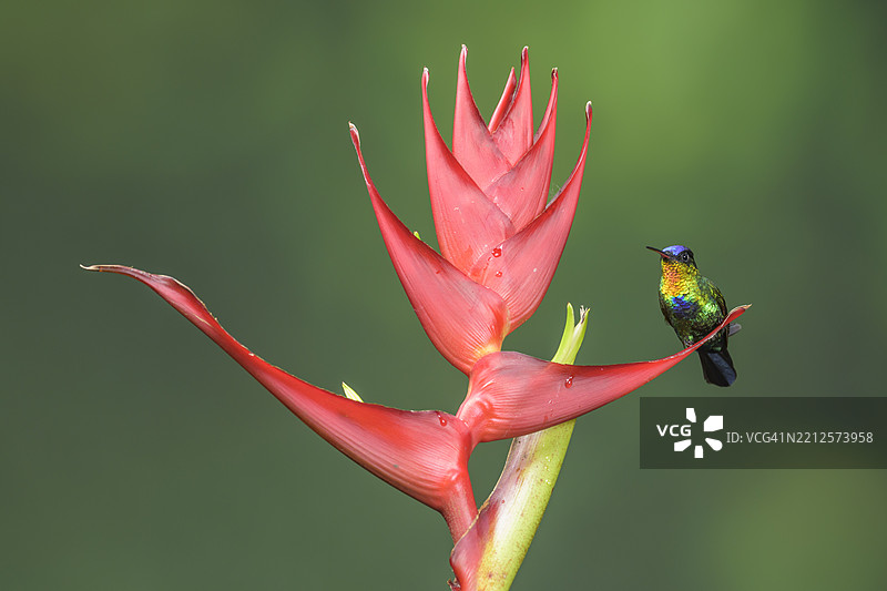 火喉蜂鸟栖息在巴拿马云雾森林的红掌花上图片素材