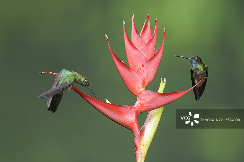 塔拉曼卡蜂鸟在巴拿马高地共享火焰花图片素材