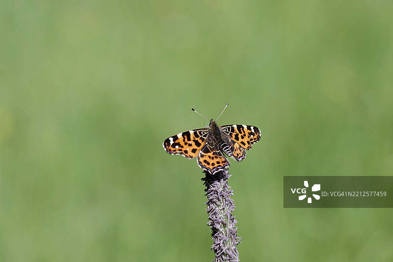 土地小灰蝶（Araschnia levana），蝴蝶，春季世代，橙色，微距，蝴蝶张开翅膀栖息在一片草叶上图片素材