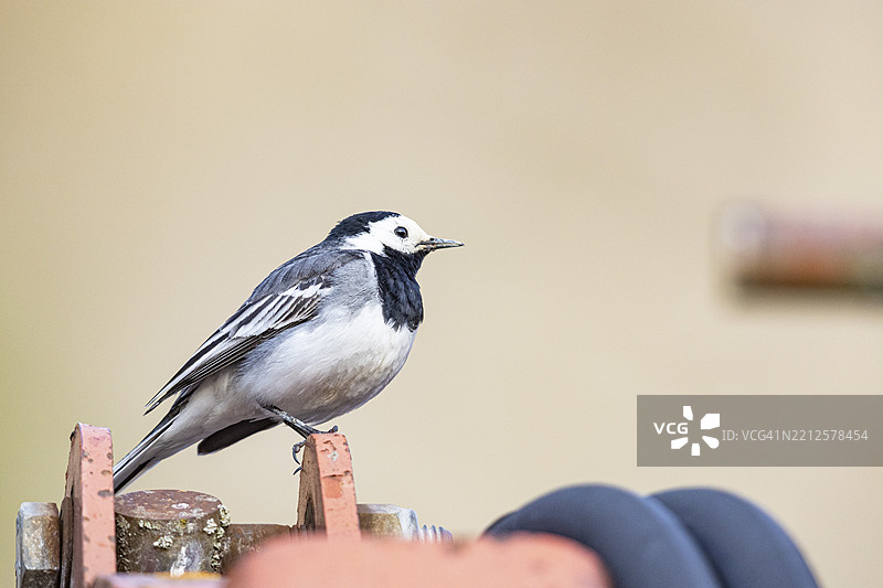 白鹡鸰（Motacilla alba）德国图片素材