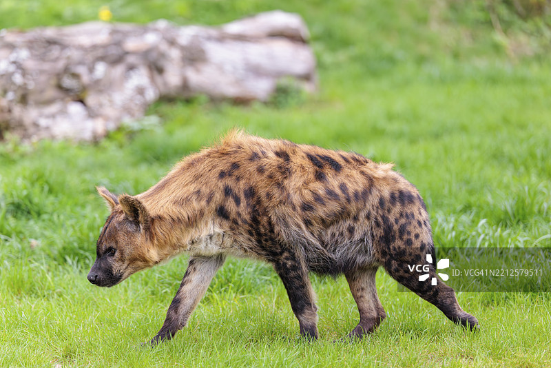一只成年雌性斑点鬣狗（Crocuta crocuta）在绿色草地上奔跑图片素材