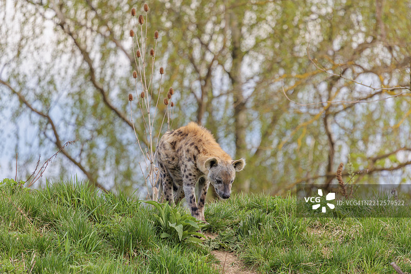 一只成年雄性斑点鬣狗（Crocuta crocuta）在一条小路上奔跑下坡。图片素材