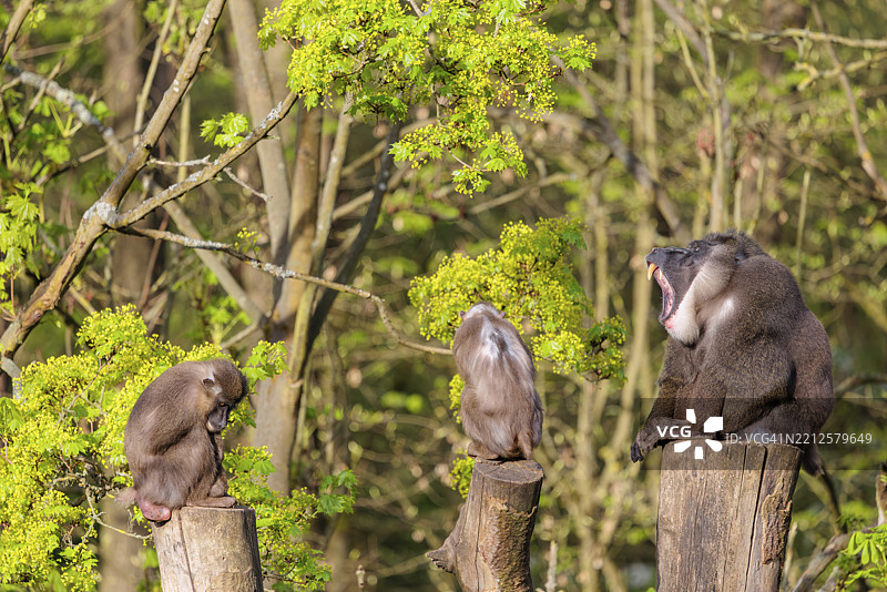 三只钻头猴（Mandrillus leucophaeus），一只雄性和两只雌性，坐在三根砍伐树桩上，享受着清晨的阳光。背景中可以看到一片绿色的森林。图片素材