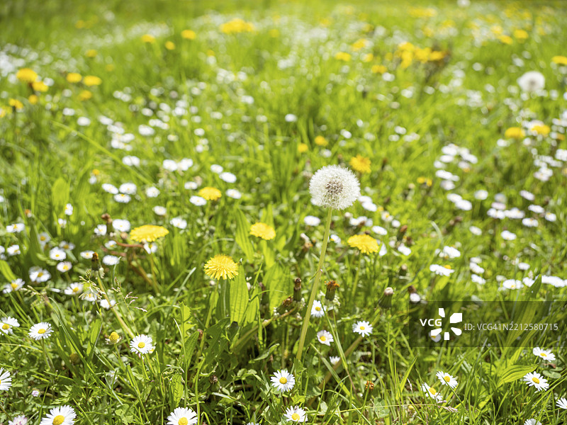 蒲公英（Taraxacum）、蒲公英、雏菊（Bellis perennis）在草地上，德国黑斯州巴德维尔贝尔。图片素材