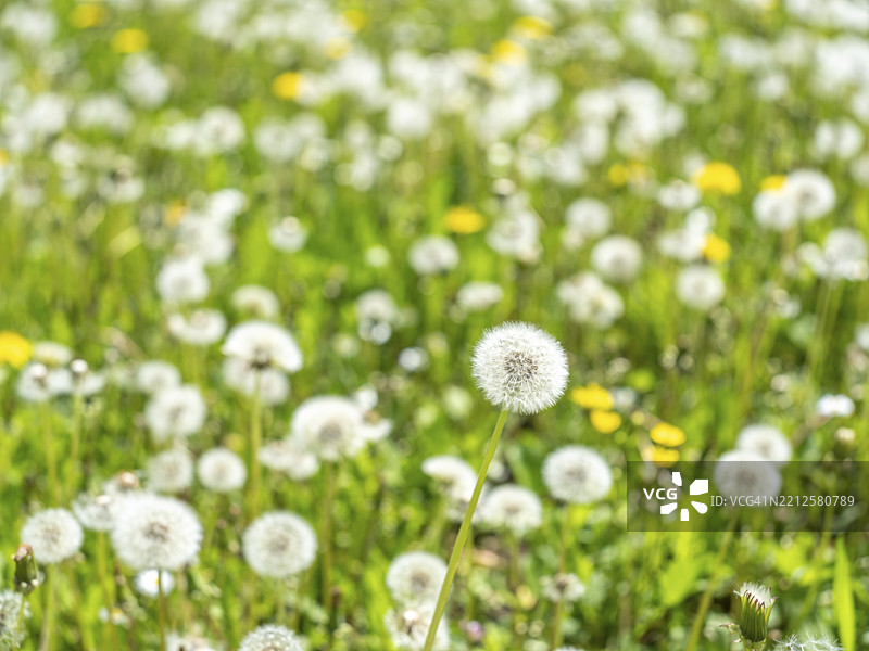 蒲公英（Taraxacum）、蒲公英、雏菊（Bellis perennis）在草地上，德国黑森州巴德维尔贝尔。图片素材