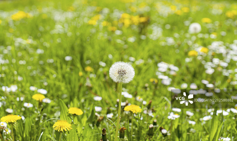 蒲公英（Taraxacum）、蒲公英、雏菊（Bellis perennis）在草地上，全景照片，德国黑维尔，黑森州，欧洲图片素材