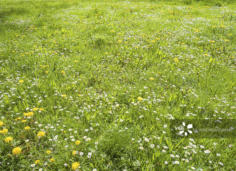 蒲公英（Taraxacum）、蒲公英、雏菊（Bellis perennis）在草地上，德国黑森州巴德维尔贝尔。图片素材