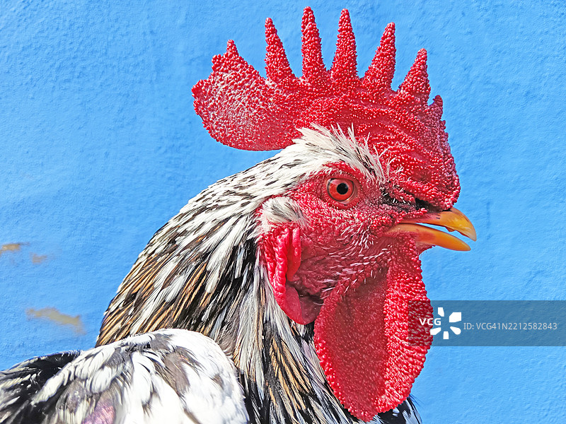 公鸡的肖像图片素材