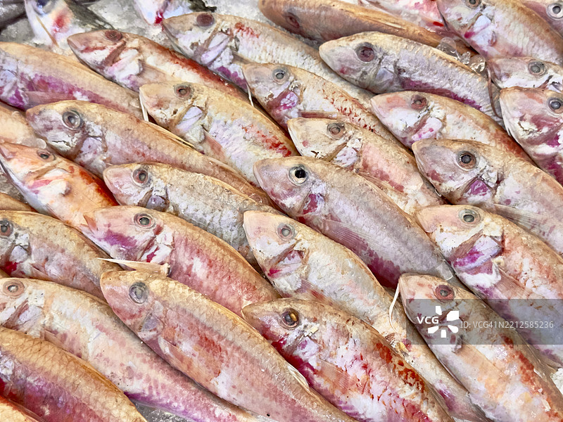 埃及海鲜市场的新鲜羊鱼（红鲻鱼） - 吉萨 - 埃及图片素材