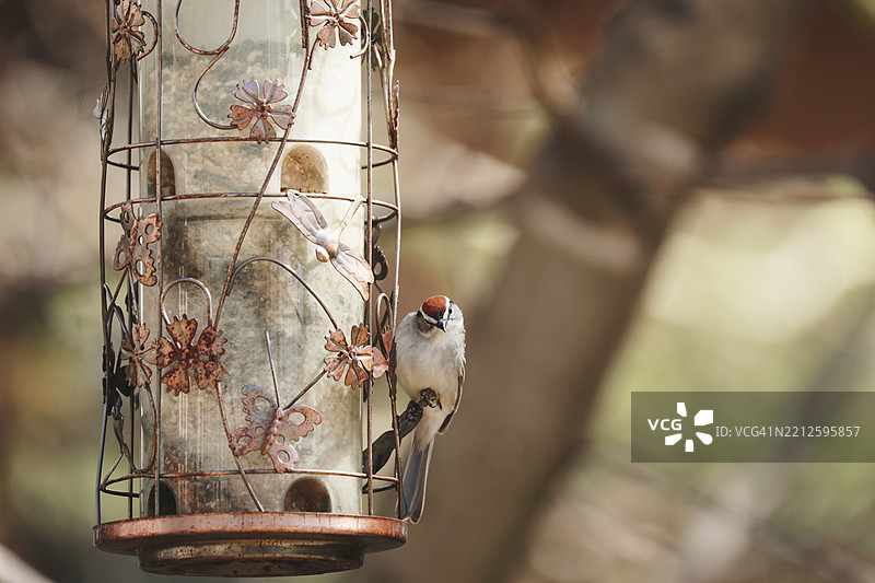 在鸟食器上的麻雀图片素材