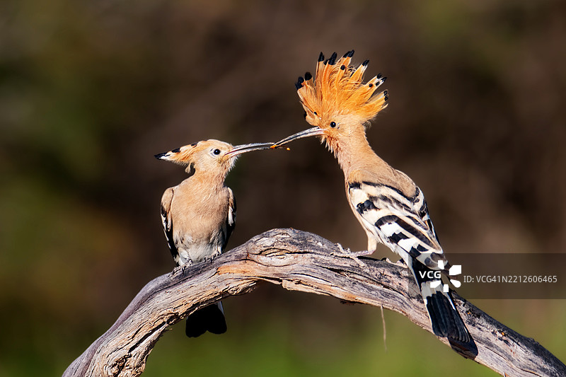 一只雄性戴胜鸟向雌性鸟献上虫子。鸟类的求偶仪式。图片素材